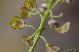 Attēlu rezultāti vaicājumam “Teesdalia nudicaulis”
