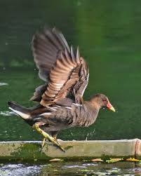 Attēlu rezultāti vaicājumam “Gallinula chloropus juvenile”