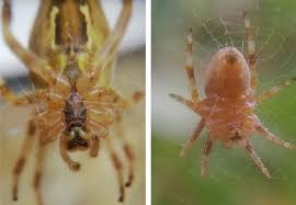 Attēlu rezultāti vaicājumam “Araneus diadematus juvenile”