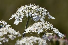 Image result for Heracleum sphondylium