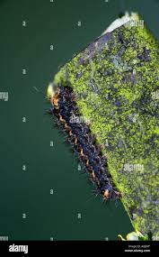 Attēlu rezultāti vaicājumam “Eilema griseola larva”