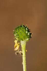 Attēlu rezultāti vaicājumam “Ranunculus flammula bud”