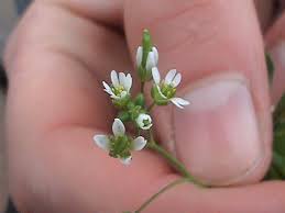 Attēlu rezultāti vaicājumam “Erophila verna flower”