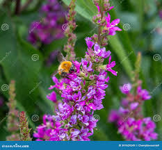 Attēlu rezultāti vaicājumam “Lignydium muscorum plasmodium”