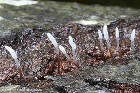 Attēlu rezultāti vaicājumam “Typhula erythropus”