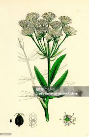 Attēlu rezultāti vaicājumam “Sium latifolium flower”