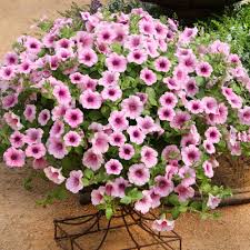 Image result for Petunia