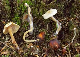 Attēlu rezultāti vaicājumam “Collybia tuberosa”