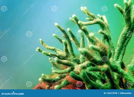 Attēlu rezultāti vaicājumam “Spongilla lacustris”