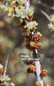 Attēlu rezultāti vaicājumam “Hippophae rhamnoides female flower”