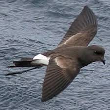 Image result for Oceanites oceanicus