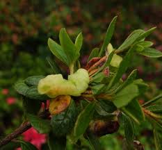 Attēlu rezultāti vaicājumam “Exobasidiales”