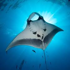 Image result for Mobula birostris