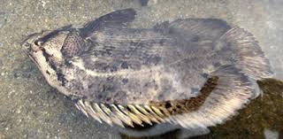 Image result for Lobotes surinamensis