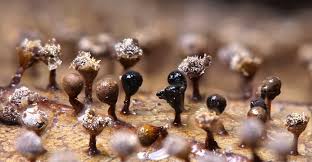 Attēlu rezultāti vaicājumam “Craterium minutum cf. var. brunneum stalked”