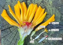 Attēlu rezultāti vaicājumam “Asteraceae”