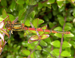 Attēlu rezultāti vaicājumam “Pyrrhosoma nymphula”