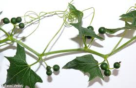 Attēlu rezultāti vaicājumam “Bryonia alba fruit”