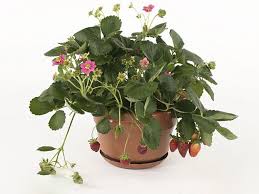 Attēlu rezultāti vaicājumam “Fragaria x ananassa flower”