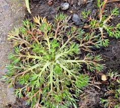 Attēlu rezultāti vaicājumam “Matricaria discoidea leaf”