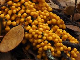 Attēlu rezultāti vaicājumam “Arcyria, Heterotrichia sp.”