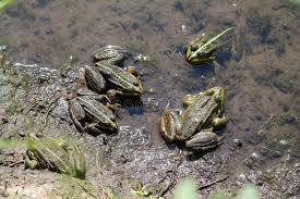 Attēlu rezultāti vaicājumam “Pelophylax adult”