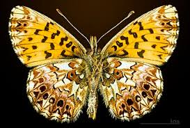 Attēlu rezultāti vaicājumam “Clossiana selene upperside”