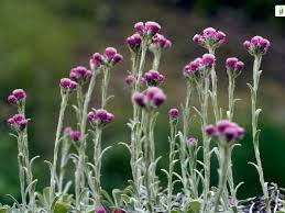 Attēlu rezultāti vaicājumam “Antennaria dioica fruit”