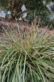 Attēlu rezultāti vaicājumam “Carex lasiocarpa male flower”