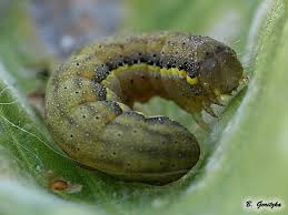 Attēlu rezultāti vaicājumam “Lacanobia oleracea”