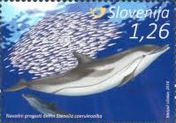 Image result for Stenella coeruleoalba