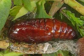 Attēlu rezultāti vaicājumam “Actinotia polyodon”