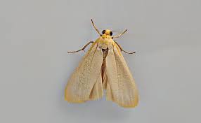 Attēlu rezultāti vaicājumam “Eilema depressa”