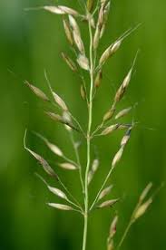 Attēlu rezultāti vaicājumam “Arrhenatherum elatius”