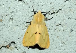 Attēlu rezultāti vaicājumam “Spilosoma lutea imago”