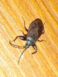 Attēlu rezultāti vaicājumam “Gastrodes grossipes”