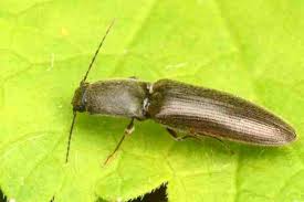 Attēlu rezultāti vaicājumam “Ectinus aterrimus”