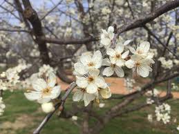 Attēlu rezultāti vaicājumam “Prunus (plum-tree)”