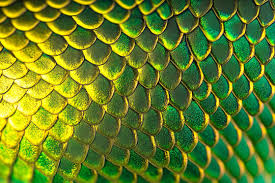 Image result for reptile scales
