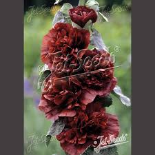 Image result for Alcea rosea