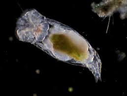 Attēlu rezultāti vaicājumam “Odontoschisma sphagni”