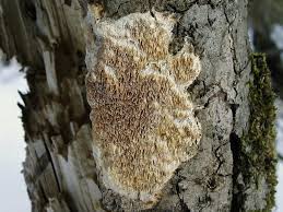 Attēlu rezultāti vaicājumam “Ceriporiopsis aneirina”