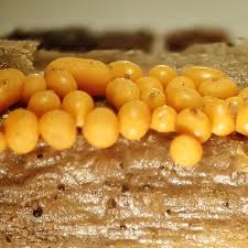 Attēlu rezultāti vaicājumam “Hemitrichia lutescens sessile”