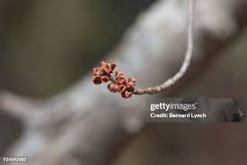 Attēlu rezultāti vaicājumam “Acer saccharinum bud”