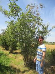 Attēlu rezultāti vaicājumam “Malus sylvestris”