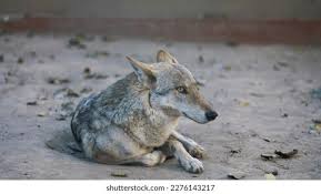Image result for canis lupus arabs