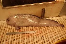 Image result for Anarhichas denticulatus