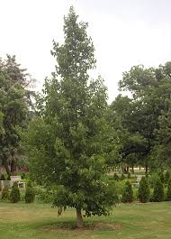 Attēlu rezultāti vaicājumam “Corylus colurna”