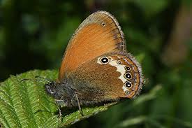 Attēlu rezultāti vaicājumam “Vacciniina optilete underside”