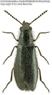 Attēlu rezultāti vaicājumam “Dasytes sp.”